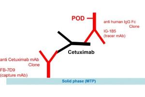 Image no. 1 for Cetuximab ELISA Kit (ABIN5012829) (Cetuximab ELISA 试剂盒)