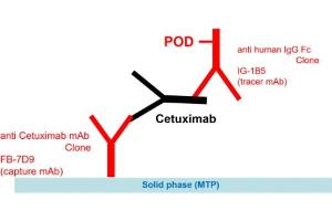 Image no. 1 for Cetuximab Specific ELISA Kit (ABIN5012829)