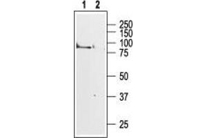 Western blot analysis of rat brain membranes:1. (Muscarinic Acetylcholine Receptor M1 (CHRM1) Peptide)