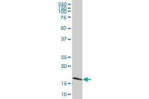 UBE2V1 MaxPab polyclonal antibody. (UBE2V1 抗体  (AA 1-103))