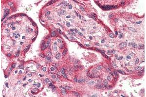Human Placenta (formalin-fixed, paraffin-embedded) stained with OPN3 antibody ABIN399999 at 5 ug/ml followed by biotinylated goat anti-rabbit IgG secondary antibody ABIN481713, alkaline phosphatase-streptavidin and chromogen. (OPN3 抗体  (Internal Region))