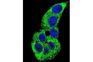 Confocal immunofluorescent analysis of ACTG1 Antibody (Center) (ABIN390439 and ABIN2840819) with HepG2 cell followed by Alexa Fluor 488-conjugated goat anti-rabbit lgG (green). (Actin, gamma 1 抗体  (AA 188-215))