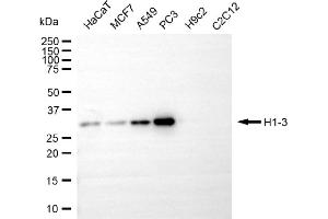 Western blotting analysis using H1-3 antibody (ABIN7798939). (Recombinant Histone H1.3 抗体)