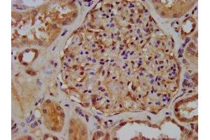 IHC image of ABIN7175925 diluted at 1:300 and staining in paraffin-embedded human kidney tissue performed on a Leica BondTM system. (XIRP2 抗体  (AA 2861-3004))