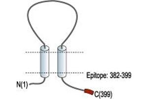 Representative domain view of the target of ABIN7043570.