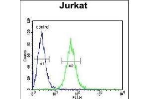 BCKDHA Antibody (C-term) (ABIN390811 and ABIN2841048) flow cytometric analysis of Jurkat cells (right histogram) compared to a negative control cell (left histogram). (BCKDHA 抗体  (C-Term))
