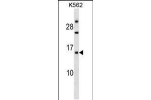 Western blot analysis in K562 cell line lysates (35ug/lane). (EMP1 抗体  (N-Term))
