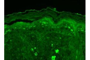 Immunohistochemistry analysis using Mouse Anti-SHANK3 Monoclonal Antibody, Clone S69-46 . (SHANK3 抗体  (AA 840-857) (APC))