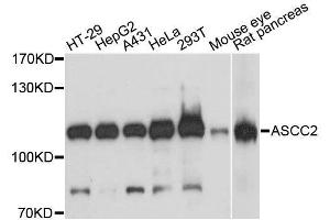 Western blot analysis of extracts of various cell lines, using ASCC2 antibody. (ASCC2 抗体  (AA 488-757))