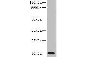 Western Blotting (WB) image for anti-Zinc Finger, Matrin-Type 5 (ZMAT5) (AA 1-170) antibody (ABIN7176084)