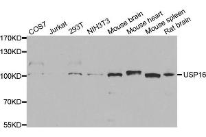 Western blot analysis of extracts of various cell lines, using USP16 antibody (ABIN5973472) at 1/1000 dilution. (USP16 抗体)
