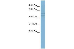 WB Suggested Anti-SLC46A1 Antibody Titration:  0.