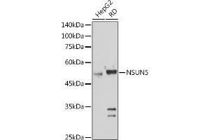 Western blot analysis of extracts of various cell lines, using NSUN5 antibody (ABIN7268955) at 1:1000 dilution. (NSUN5 抗体  (AA 277-466))
