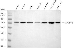 Western blot analysis of Adgrg1 using anti-Adgrg1 antibody (ABIN7601979). (Adhesion G Protein-Coupled Receptor G1 (ADGRG1) (AA 53-554) 抗体)