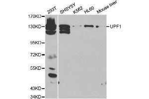 Western blot analysis of extracts of various cell lines, using UPF1 antibody. (RENT1/UPF1 抗体  (AA 270-370))