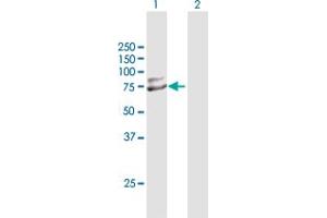 Western Blot analysis of TRIM25 expression in transfected 293T cell line by TRIM25 MaxPab polyclonal antibody. (TRIM25 抗体  (AA 1-630))