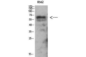 Western Blot (WB) analysis of K562 using Antibody diluted at 1:1000.