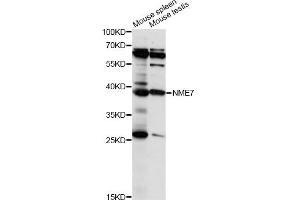 Western blot analysis of extracts of various cell lines, using NME7 antibody (ABIN6293928) at 1:1000 dilution. (NME7 抗体)