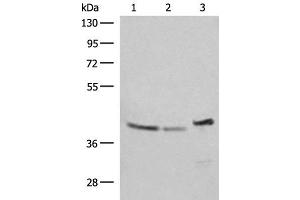 Western blot analysis of SKOV3 Hela and HepG2 cell lysates using ERAL1 Polyclonal Antibody at dilution of 1:500 (ERAL1 抗体)