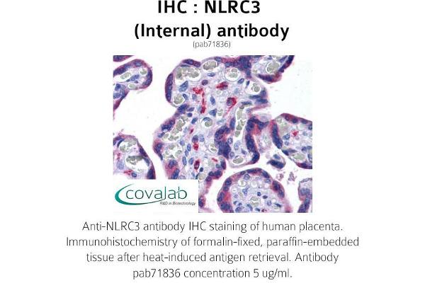 NLRC3 抗体  (Internal Region)