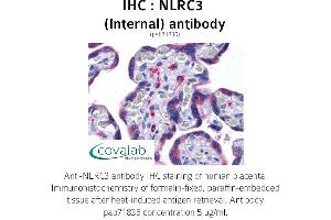 Image no. 2 for anti-NLR Family, CARD Domain Containing 3 (NLRC3) (Internal Region) antibody (ABIN1737382) (NLRC3 抗体  (Internal Region))