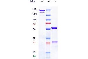 Anti-TNFSF13B / BAFF / CD257 Reference Antibody (belimumab) on SDS-PAGE under reducing (R) condition.