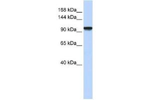 C21orf66 antibody used at 0. (PAX3 and PAX7 Binding Protein 1 (PAXBP1) (N-Term) 抗体)