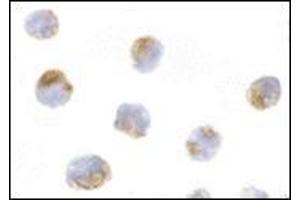 Immunocytochemistry of Mcl-1 in Raji cells with this product at 10 μg/ml. (MCL-1 抗体  (Center))