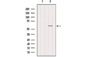 Western blot analysis of extracts from Pc12, using KCNS1 Antibody.