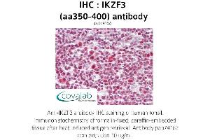 Image no. 1 for anti-IKAROS Family Zinc Finger 3 (Aiolos) (IKZF3) (AA 350-400) antibody (ABIN1735871) (IKZF3 抗体  (AA 350-400))