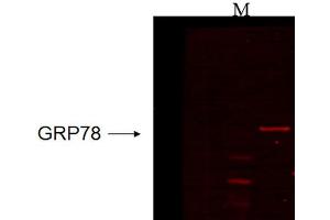 Western Blot analysis of Human recombinant cell lysate showing detection of GRP78 protein using Mouse Anti-GRP78 Monoclonal Antibody, Clone 6H4. (GRP78 抗体  (Atto 390))