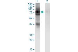 Western Blot analysis of PDIA4 expression in transfected 293T cell line by PDIA4 monoclonal antibody (M02), clone 2H3. (PDIA4 抗体  (AA 355-464))