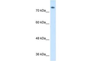 Western Blotting (WB) image for anti-Amiloride Binding Protein 1 (Amine Oxidase (Copper-Containing)) (ABP1) antibody (ABIN2462499) (DAO 抗体)