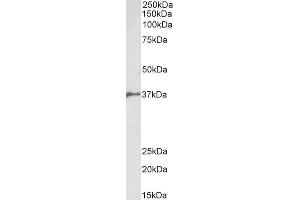 ABIN5539767 (2µg/ml) staining of Pig Bone Marrow lysate (35µg protein in RIPA buffer). (BMI1 抗体  (AA 237-251))