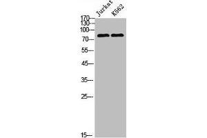 Western Blot analysis of Jurkat K562 cells using POLR3E Polyclonal Antibody (POLR3E 抗体  (Internal Region))