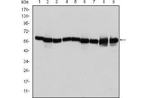 Western blot analysis using HSP60 mouse mAb against T47D (1), Hela (2), HepG2 (3), A549 (4), Jurkat (5), HEK293 (6), NIH/3T3 (7), PC-12 (8) and Cos7 (9) cell lysate. (HSPD1 抗体)