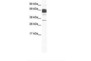 Image no. 1 for anti-Claudin 16 (CLDN16) (C-Term) antibody (ABIN202207) (Claudin 16 抗体  (C-Term))