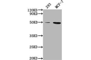 Western Blot Positive WB detected in: 293 whole cell lysate, MCF-7 whole cell lysate All lanes: ATF4 antibody at 1:2000 Secondary Goat polyclonal to rabbit IgG at 1/50000 dilution Predicted band size: 39 kDa Observed band size: 50 kDa (ATF4 抗体  (AA 20-200))