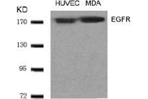 Image no. 1 for anti-Epidermal Growth Factor Receptor (EGFR) (AA 1068-1072) antibody (ABIN197228) (EGFR 抗体  (AA 1068-1072))