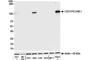 Western Blotting (WB) image for anti-Platelet/endothelial Cell Adhesion Molecule (PECAM1) (AA 28-601) antibody (ABIN7455156)