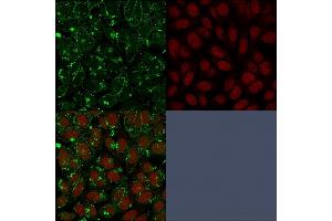Immunofluorescent staining of paraformaldehyde-fixed HeLa cells with CD55 Mouse Monoclonal Antibody (F4-29D9) followed by goat anti-Mouse IgG-CF488 (Green). (CD55 抗体)
