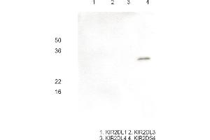 Western blot analysis Recombinant human KIR2DL1, KIR2DL3, KIR2DL4 and KIR2DS4 (each 100 ng) were resolved by SDS-PAGE, transferred to PVDF membrane and probed with anti-human KIR2DS4 antibody (1:1000). (KIR2DS4 抗体)