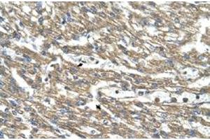 Immunohistochemical staining (Formalin-fixed paraffin-embedded sections) of human heart with CTH polyclonal antibody  at 4-8 ug/mL working concentration. (CTH 抗体  (C-Term))