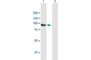Western Blot analysis of PCDHGA11 expression in transfected 293T cell line by PCDHGA11 MaxPab polyclonal antibody. (PCDHgA11 抗体  (AA 1-837))