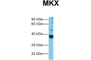 Host:  Rabbit  Target Name:  MKX  Sample Tissue:  Human HepG2  Antibody Dilution:  1. (MKX 抗体  (Middle Region))