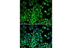 Immunofluorescence analysis of A549 cells using HAX1 antibody. (HAX1 抗体  (AA 1-279))