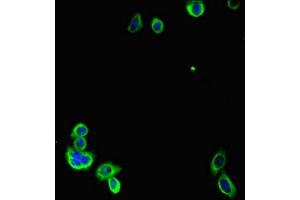 Immunofluorescent analysis of HepG2 cells using ABIN7153916 at dilution of 1:100 and Alexa Fluor 488-congugated AffiniPure Goat Anti-Rabbit IgG(H+L) (Glucose-6-Phosphate Dehydrogenase 抗体  (AA 80-185))