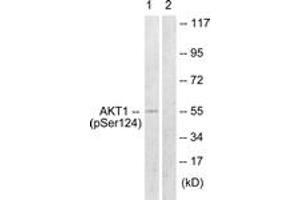Western blot analysis of extracts from mouse brain, using Akt (Phospho-Ser124) Antibody. (AKT1 抗体  (pSer124))