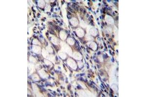 Immunohistochemistry analysis in formalin fixed and paraffin embedded human rectum tissue reacted with FNDC7 Antibody (C-term) followed by peroxidase conjugation of the secondary antibody and DAB staining. (FNDC7 抗体  (C-Term))