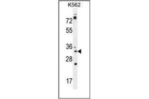 Western blot analysis of PYCR2 Antibody (Center) in K562 cell line lysates (35ug/lane). (PYCR2 抗体  (Middle Region))
